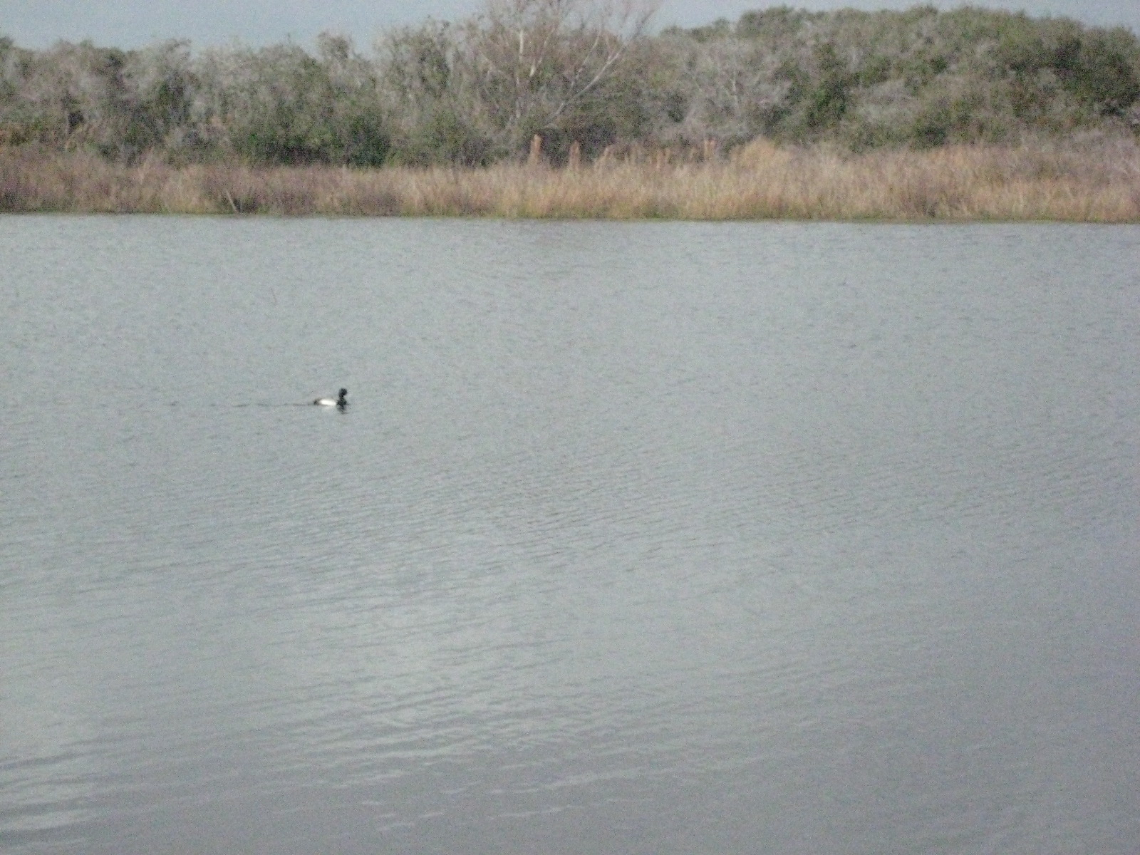 Birds!
